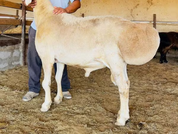 Ram, Sheep