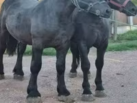 Cavalo, Cavalos — foto 2