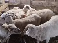 भेड़, भेड़ — फ़ोटो 2