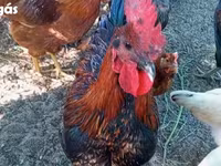 Ajam cemani — fotografija 4
