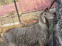 公羊, Hissar sheep — 照片 2