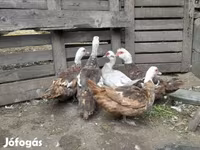 Ducks — photo 1