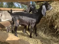 Kozioł, Saanen goat — zdjęcie 6