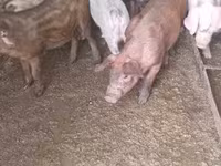 Porcs (lot, sexe non indiqué) — photo 4
