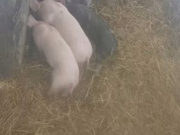 母猪, Pigs