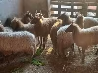 Brebis, Racka sheep — photo 6