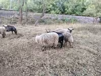 كبش, Racka sheep — الصورة 4