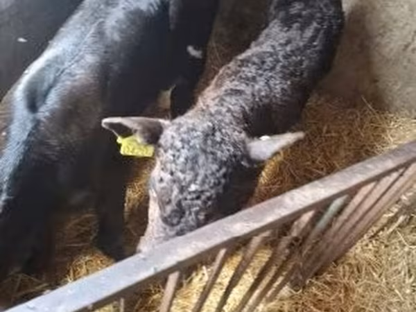 Bull, Cattle