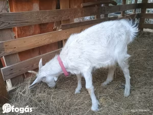 Ziegenbock, Ziegen