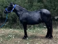 حصان, Dutch warmblood horse — الصورة 1