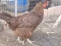 Chickens — الصورة 3