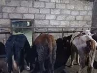 Toro, Russian Black pied cattle — foto 5