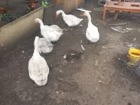 Geese — photo 1