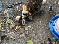 Chickens — Foto 2