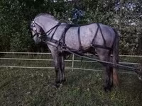 Cavalo, Lipizzaner — foto 4