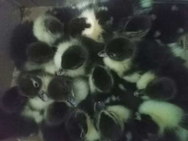 domaća muskovska patka