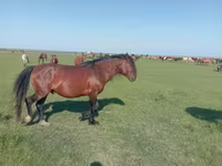 Kobyła, Mugalzhar horse — zdjęcie 1