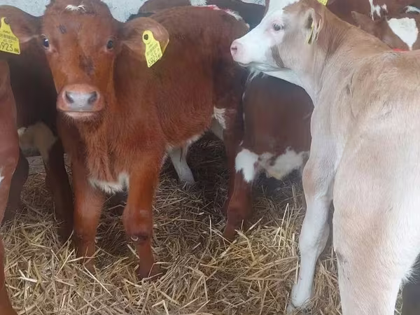 Bull, Simmental cattle