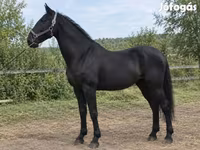 母马, Horses — 照片 3