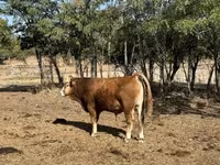 公牛, Limousin cow — 照片 7