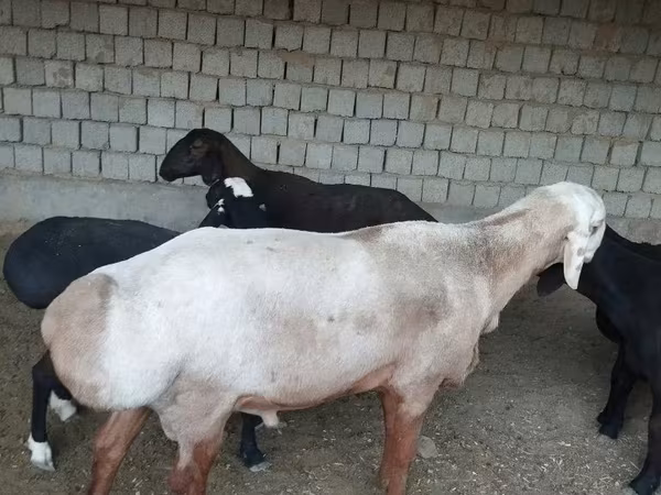 Ovan, Edilbay sheep