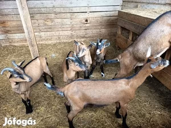 Cabra, Alpine goat