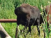 Ovelha, Arashan sheep — foto 1