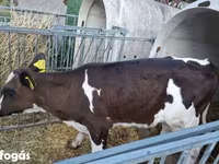 Vaca, Raza Holstein — foto 4