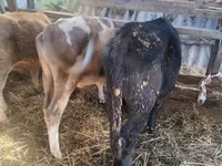 Vaca, Simmental cattle — foto 5