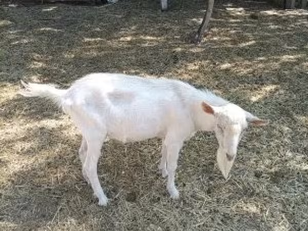 Jarac, Saanen goat