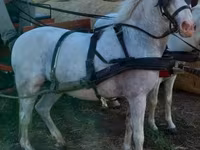 Caballo, Caballos — foto 1