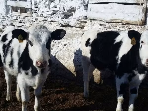 Krowa, Russian Black pied cattle