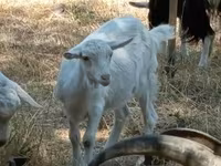 عنزة, الماعز — الصورة 2