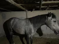 Kobila, Thoroughbred horse — fotografija 3