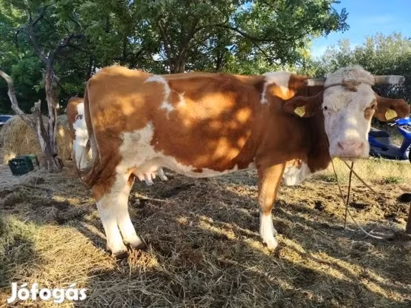 Vache, Simmental cattle