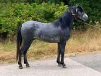Caballo, Caballos — foto 1
