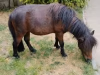 Aygʻir, Shetland Pony — 4-rasm