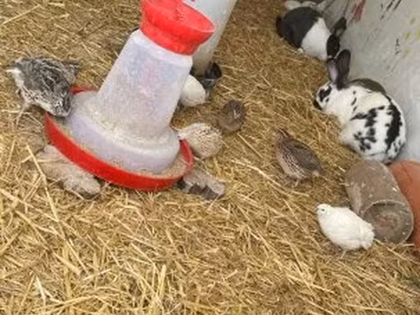 Quails