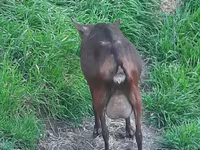 Koza, Irish goat — fotografija 2