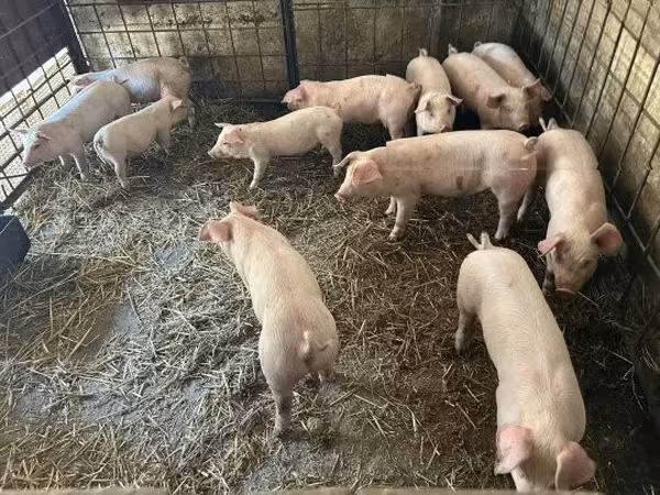 Suínos (lote, sexo não especificado),  — Hungria