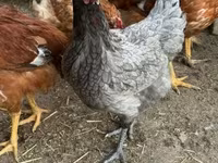 Chickens — fotografija 5