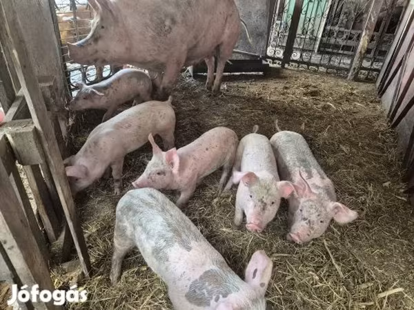 猪（批次，未指定性别）, Pigs