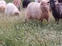 Qoʻchqor, Racka sheep — 1-rasm