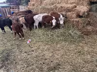 सांड, हेरफोर्ड — फ़ोटो 5