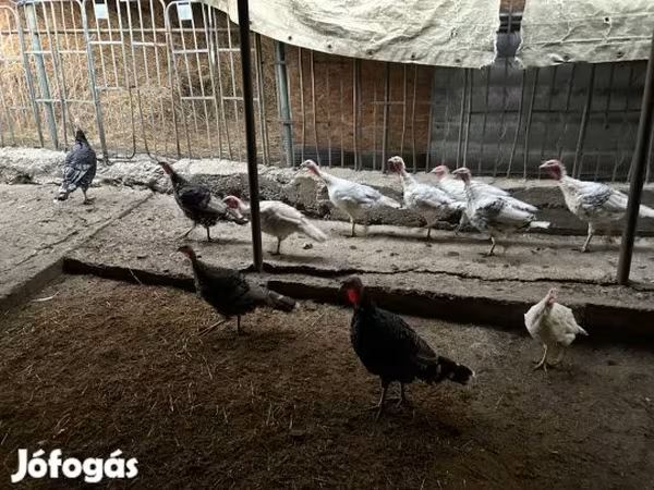 Turkeys