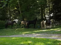 Pastuv, Pinto horses — fotografija 3