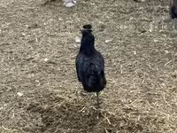 Chickens — fotografija 5