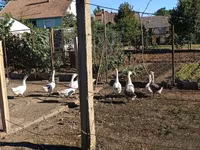 Geese — foto 2