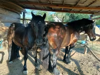Yegua, Caballos — foto 2