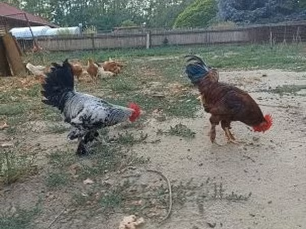 Chickens — Macarıstan